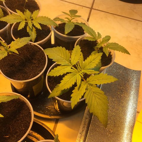 Grow hps 600w growlog photo: 00:40