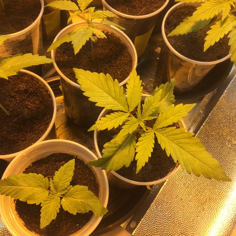 Grow hps 600w growlog photo: 00:40