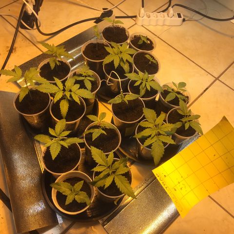 Grow hps 600w growlog photo: 00:40