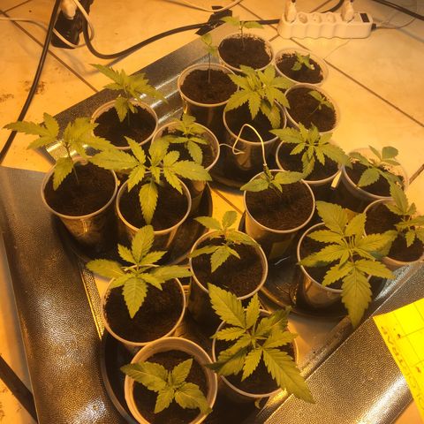 Grow hps 600w growlog photo: 00:40