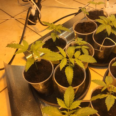 Grow hps 600w growlog photo: 00:40