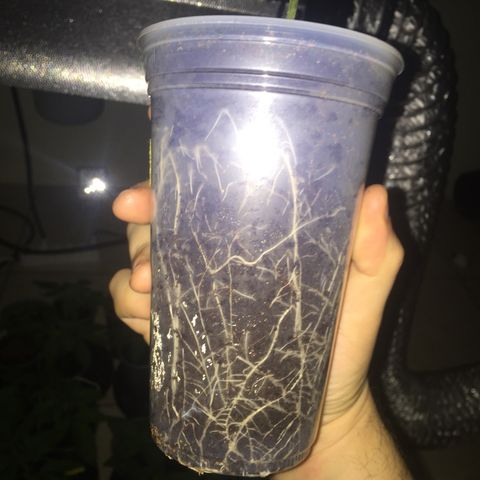 Grow hps 600w growlog photo: 23:30