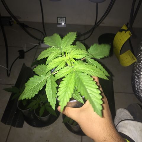 Grow hps 600w growlog photo: 23:30