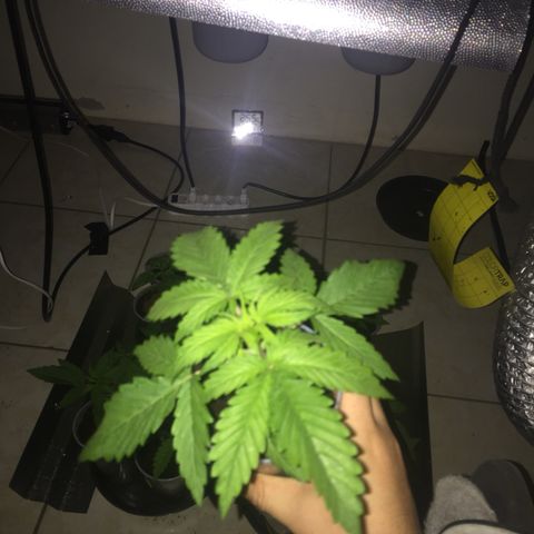 Grow hps 600w growlog photo: 23:30
