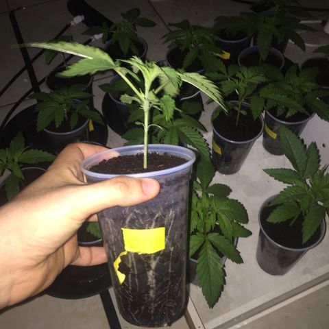 Grow hps 600w growlog photo: 23:30
