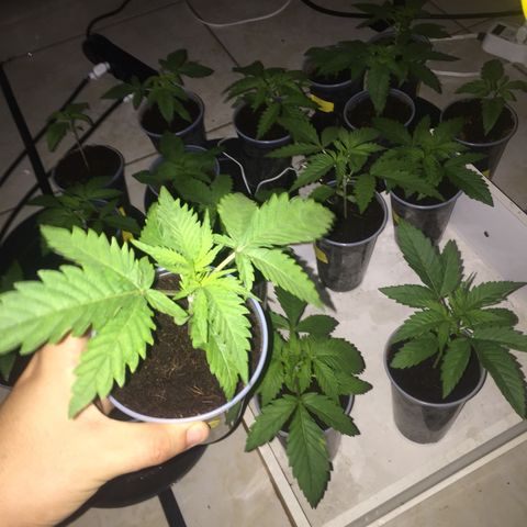 Grow hps 600w growlog photo: 23:30
