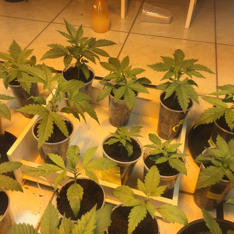 Grow hps 600w growlog timeline photo