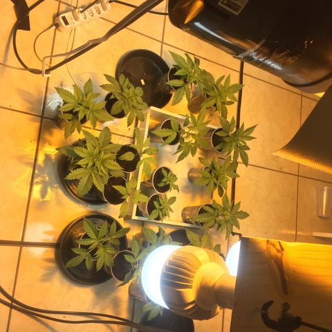 Grow hps 600w growlog timeline photo