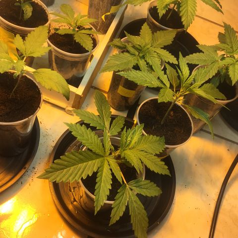Grow hps 600w growlog timeline photo