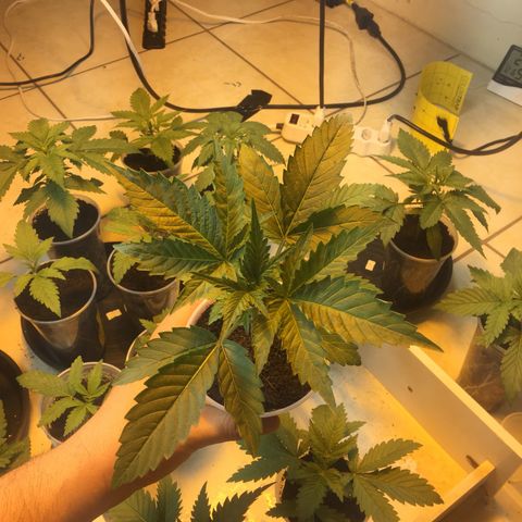 Grow hps 600w growlog timeline photo