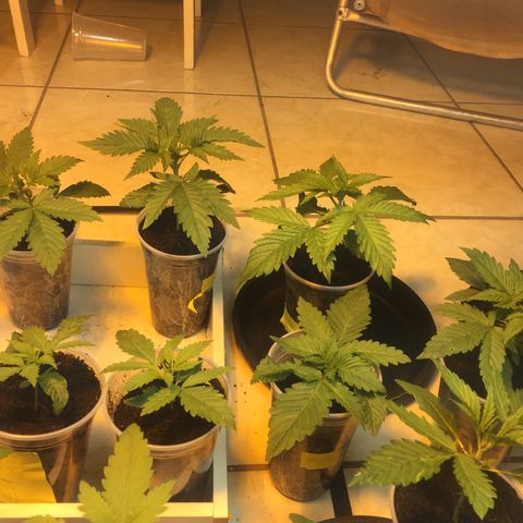 Grow hps 600w growlog timeline photo