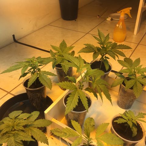 Grow hps 600w growlog timeline photo