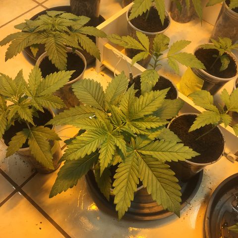 Grow hps 600w growlog timeline photo
