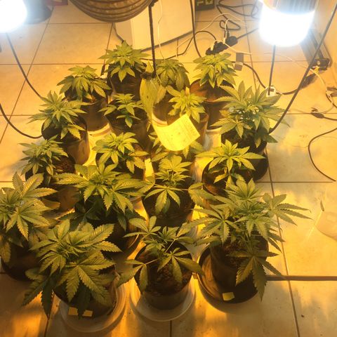 Grow hps 600w growlog timeline photo