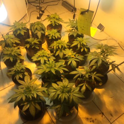Grow hps 600w growlog timeline photo