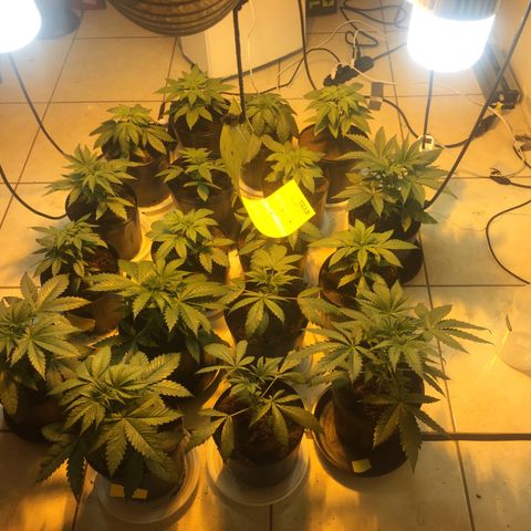 Grow hps 600w growlog timeline photo