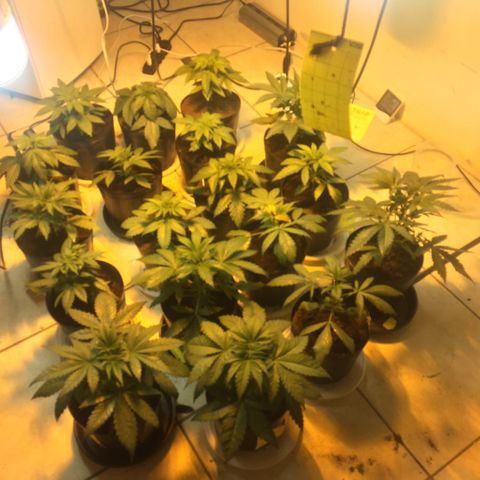 Grow hps 600w growlog timeline photo