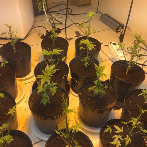 Grow hps 600w growlog photo: Desfiliação mais troca para 11/13