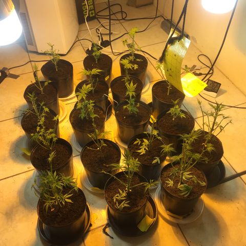 Grow hps 600w growlog photo: Desfiliação mais troca para 11/13