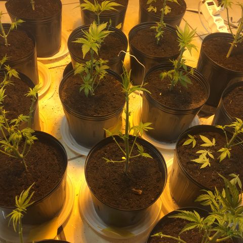 Grow hps 600w growlog photo: Desfiliação mais troca para 11/13