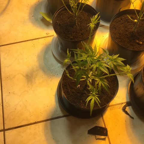 Grow hps 600w growlog photo: Desfiliação mais troca para 11/13