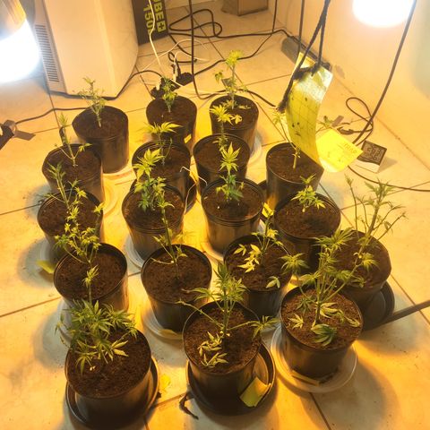 Grow hps 600w growlog photo: Desfiliação mais troca para 11/13