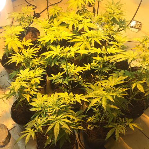 Grow hps 600w growlog timeline photo