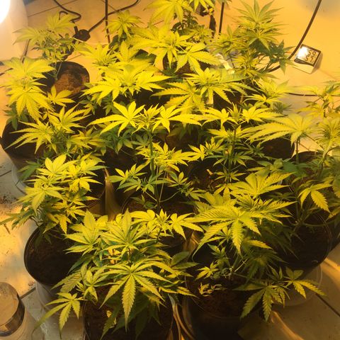 Grow hps 600w growlog timeline photo