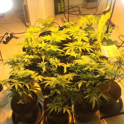 Grow hps 600w growlog timeline photo