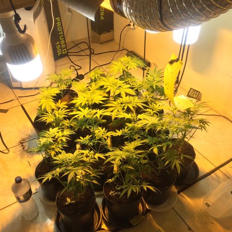 Grow hps 600w growlog timeline photo