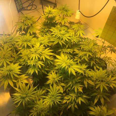 Grow hps 600w growlog timeline photo