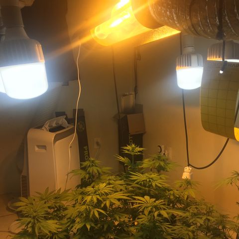 Grow hps 600w growlog timeline photo