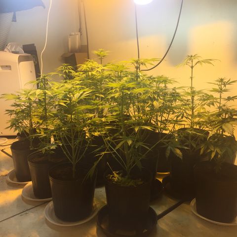 Grow hps 600w growlog timeline photo