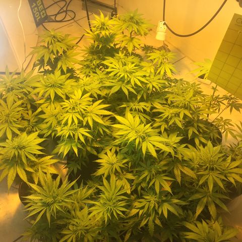 Grow hps 600w growlog timeline photo