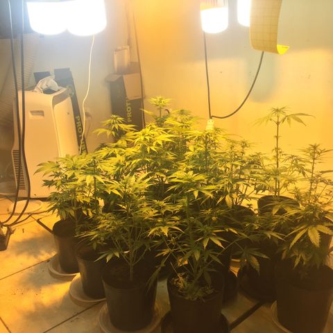 Grow hps 600w growlog timeline photo