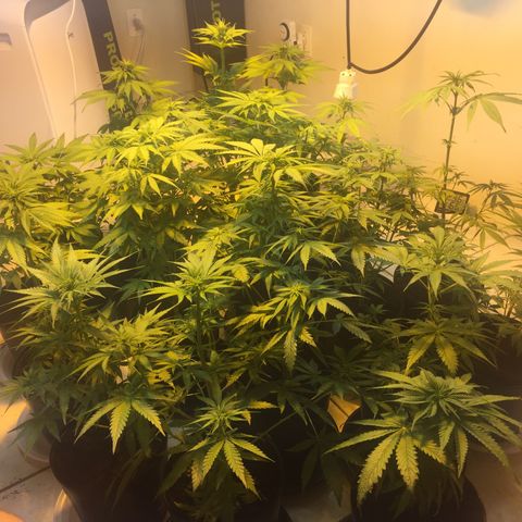 Grow hps 600w growlog timeline photo