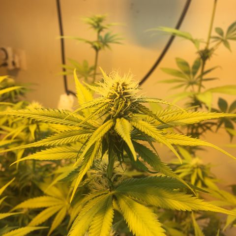Grow hps 600w growlog timeline photo