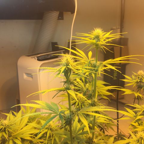 Grow hps 600w growlog timeline photo