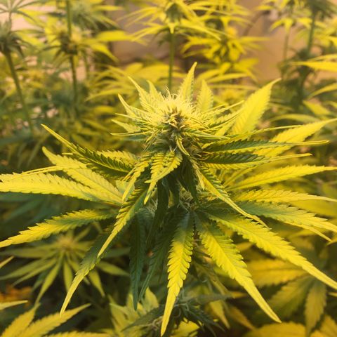 Grow hps 600w growlog timeline photo