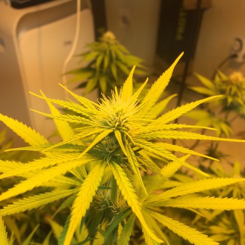 Grow hps 600w growlog timeline photo