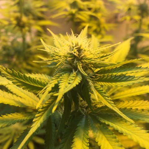 Grow hps 600w growlog timeline photo