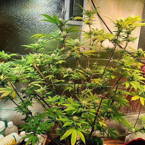 Gorilla Cookies growlog timeline photo