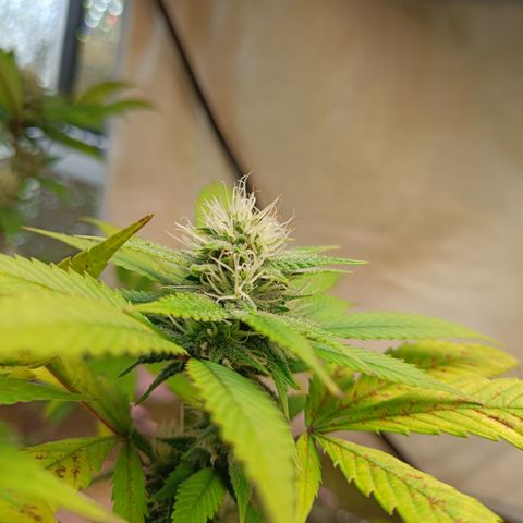 Gorilla Cookies growlog timeline photo