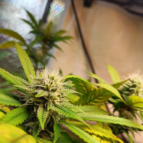 Gorilla Cookies growlog timeline photo
