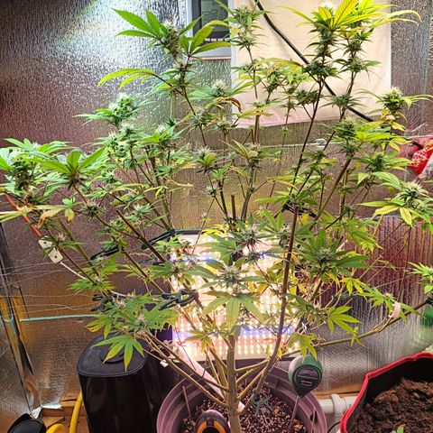 Gorilla Cookies growlog timeline photo
