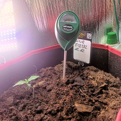 Sour Diesel 12.12 growlog timeline photo