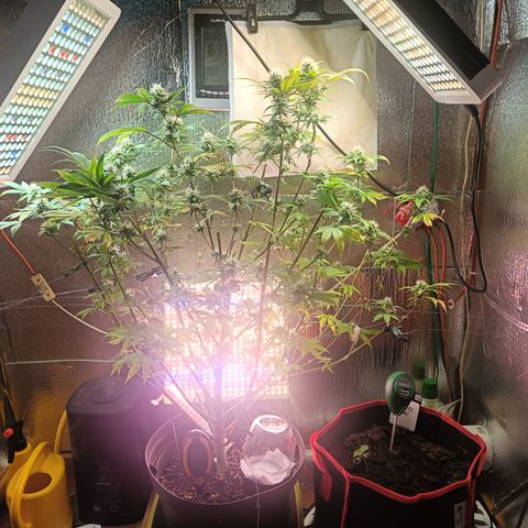Gorilla Cookies growlog timeline photo