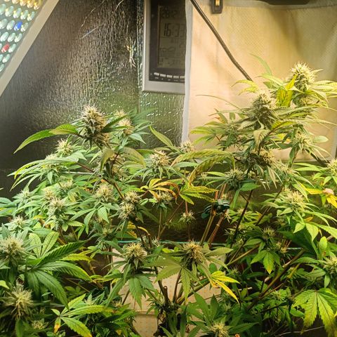 Gorilla Cookies growlog timeline photo