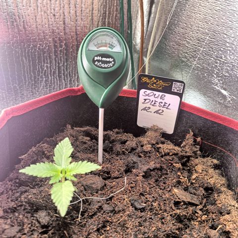 Sour Diesel 12.12 growlog timeline photo