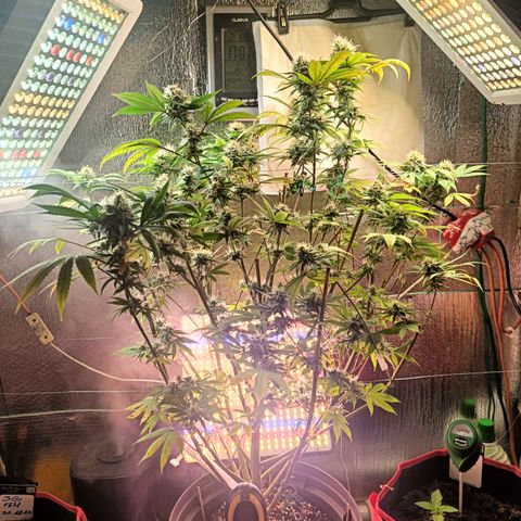 Gorilla Cookies growlog timeline photo